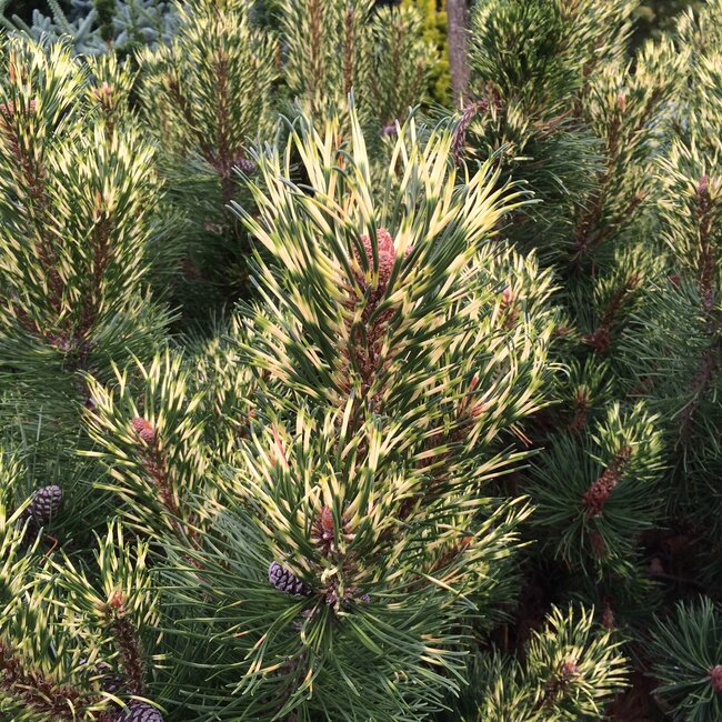 Pinus parviflora cultivars