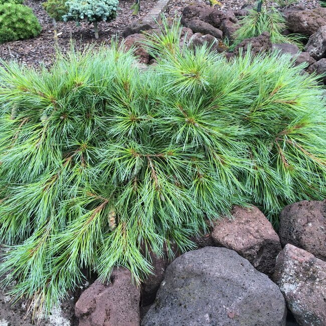 Pinus strobus cultivars