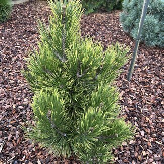 Pinus heldreichii cultivars