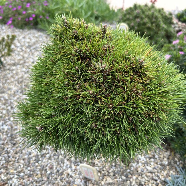 Pinus nigra cultivars
