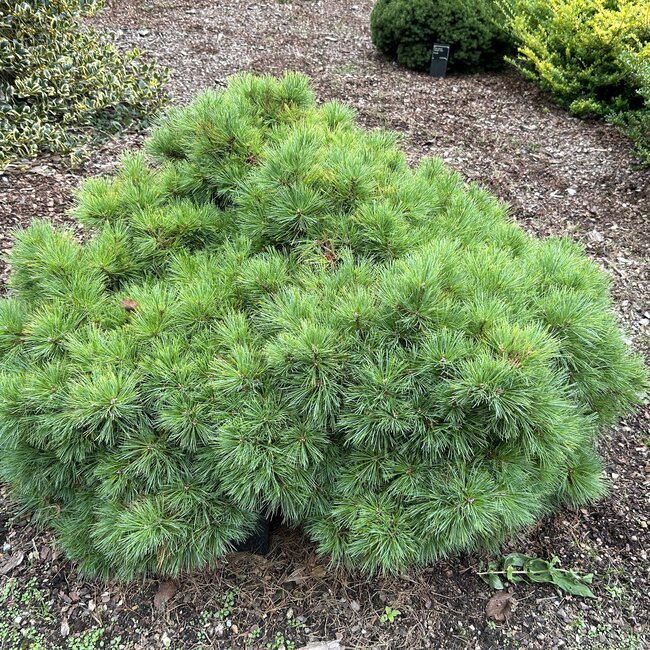 Pinus strobus cultivars