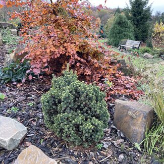 Picea glauca