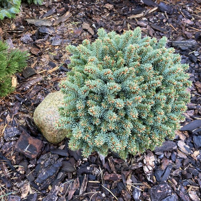 Picea glauca