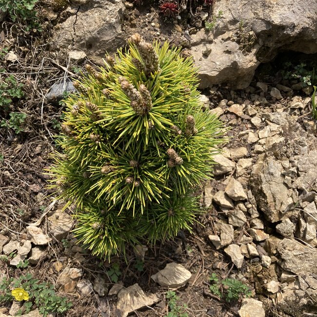 Pinus thunbergii