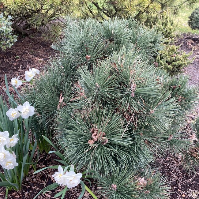 Pinus thunbergii