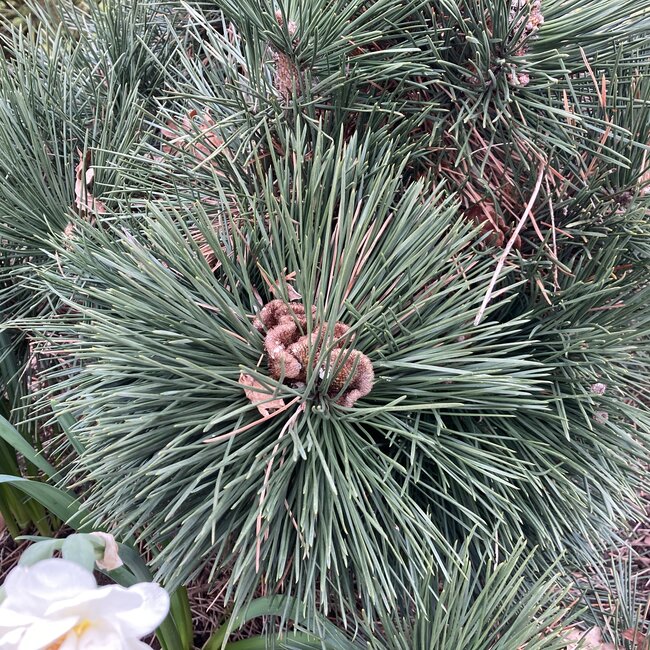 Pinus thunbergii