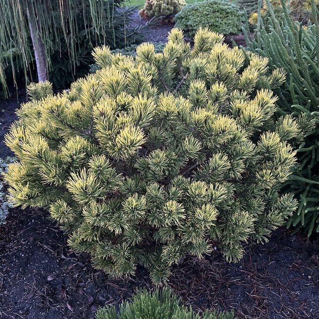 Pinus mugo cultivars
