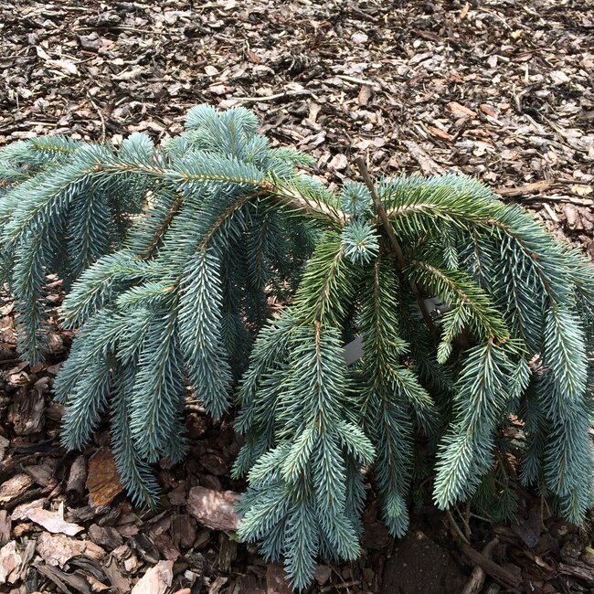 Picea pungens