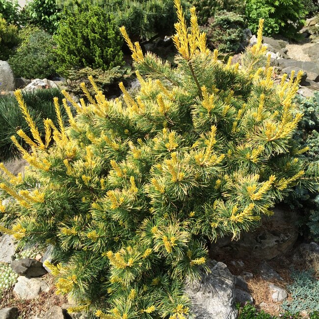 Pinus parviflora cultivars