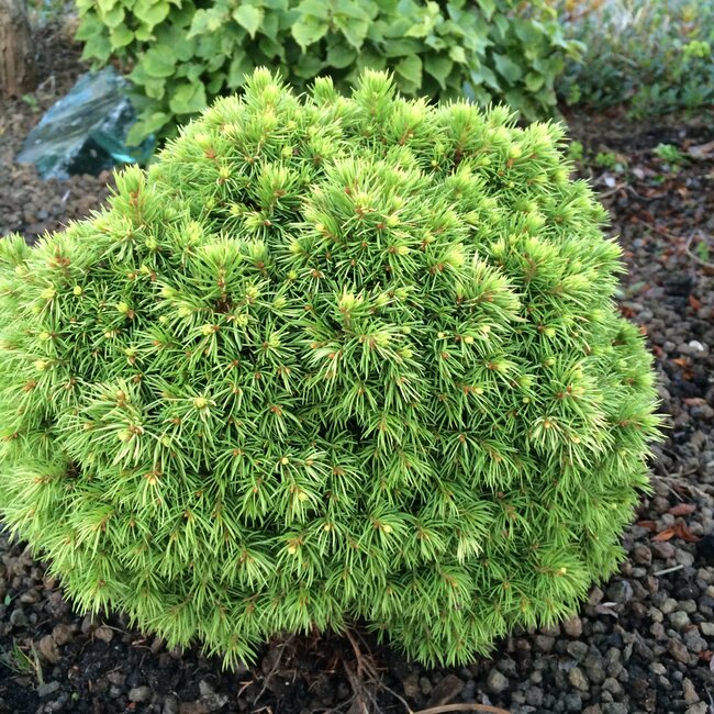 Picea glauca
