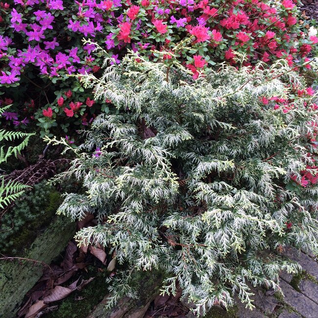 Chamaecyparis obtusa