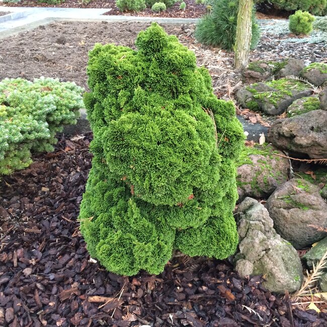 Chamaecyparis obtusa