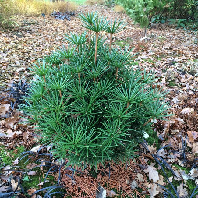 1 B. Sciadopitys (Japanse parasolden)
