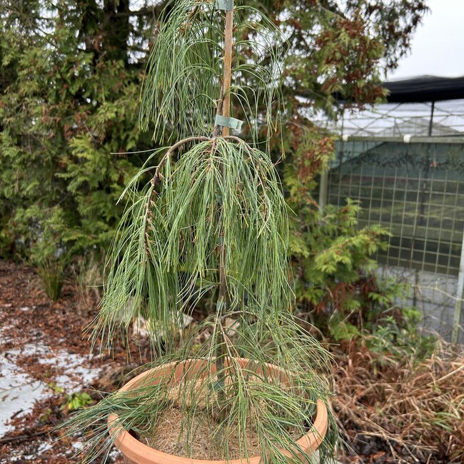Pinus strobus 'Angel Falls'