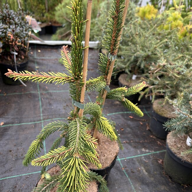 Picea abies 'Gold Drift'