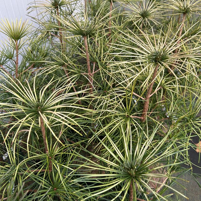Sciadopitys verticillata 'Shine a Light'