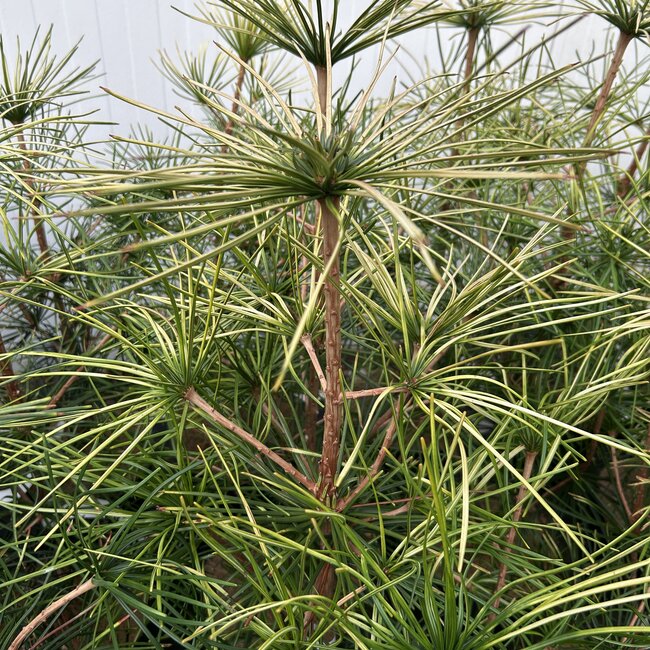 Sciadopitys verticillata 'Shine a Light'