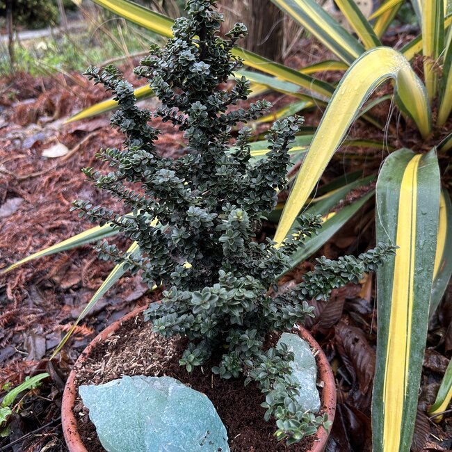 Ilex crenata 'Jersey Jewel'