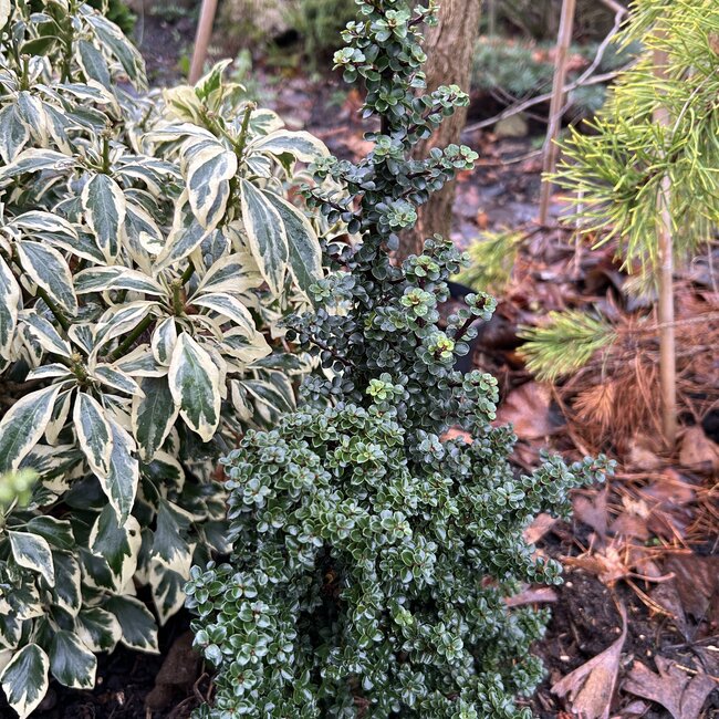 Ilex crenata 'Jersey Jewel'