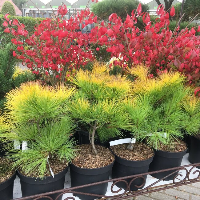 Pinus strobus cultivars