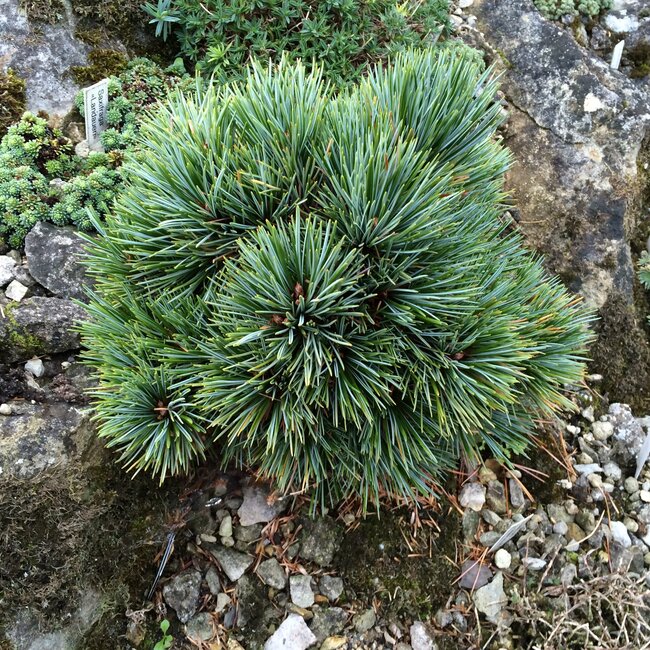 Pinus koraiensis