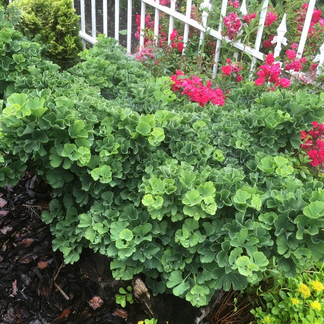 Ginkgo biloba en toepassing in de tuin