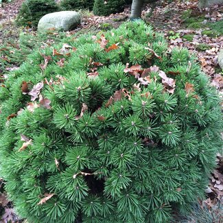 Pinus uncinata