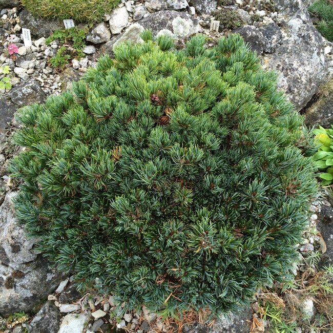 Pinus parviflora cultivars
