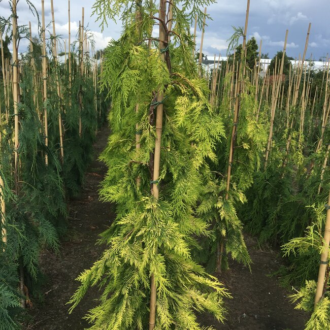 Chamaecyparis lawsoniana