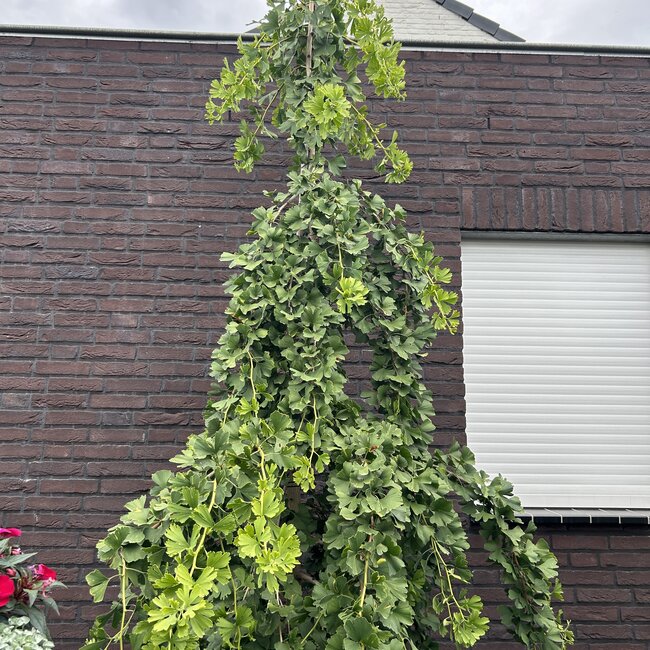 Ginkgo biloba en toepassing in de tuin