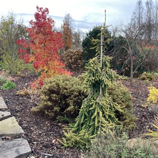 Picea abies