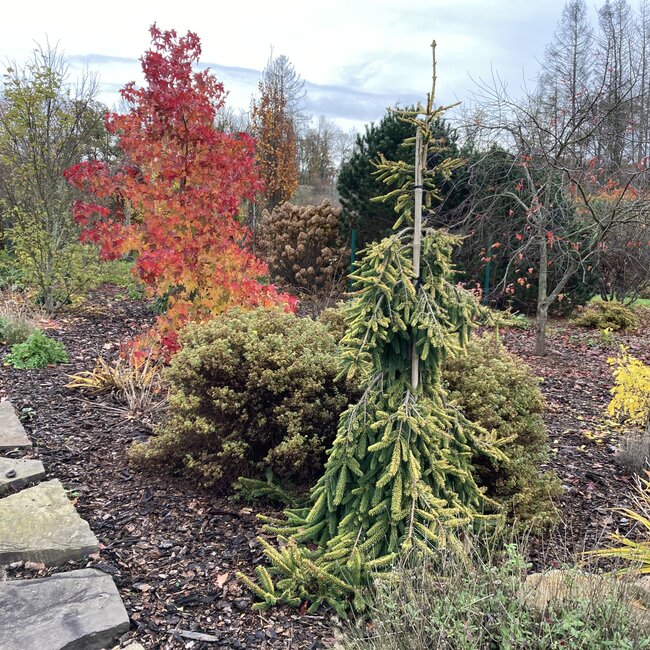Picea abies