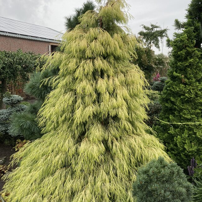 Chamaecyparis lawsoniana