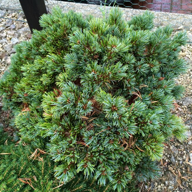 Pinus parviflora cultivars
