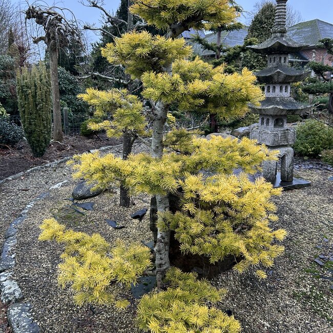 Inspiratietuin met Japanse accenten Deel 4