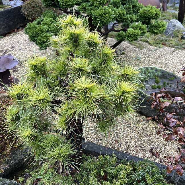 Inspiratietuin met Japanse accenten Deel 4