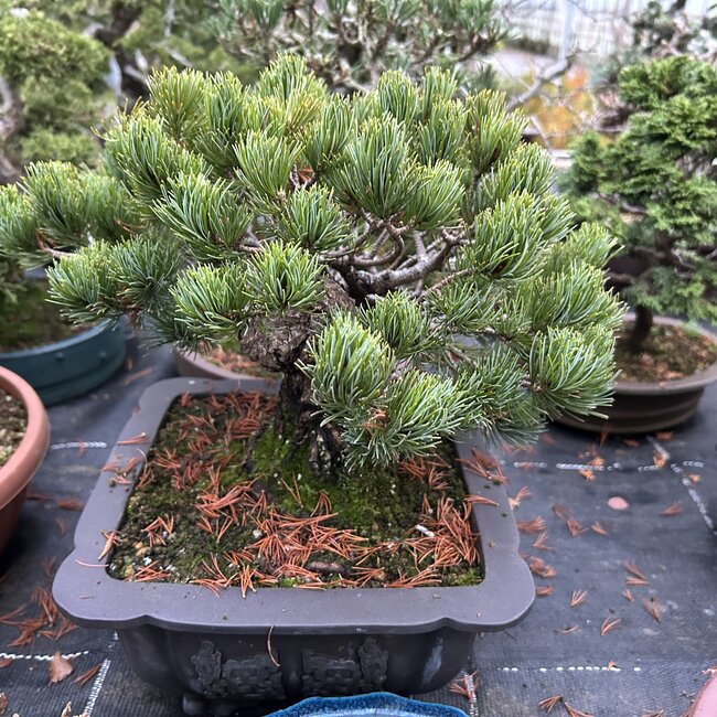 Inspiratietuin met Japanse accenten Deel 4