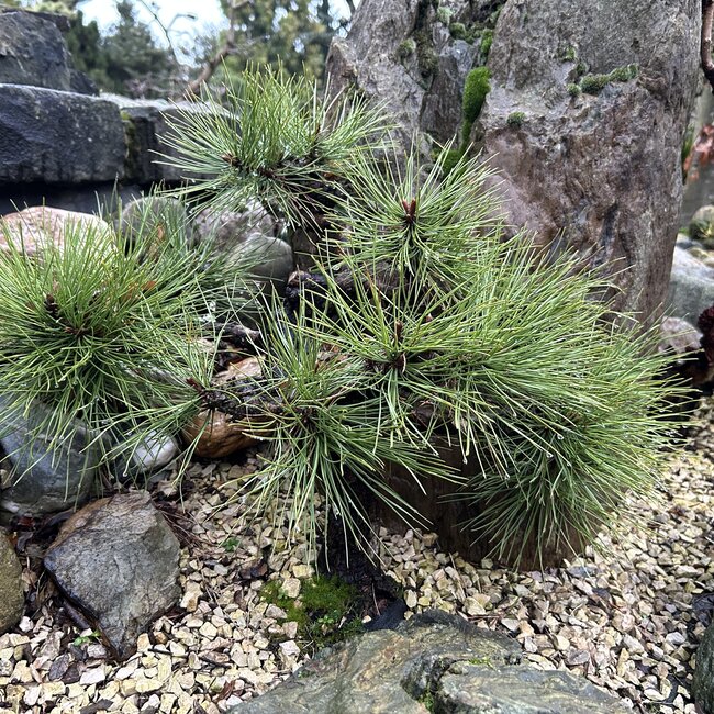 Inspiratietuin met Japanse accenten Deel 4