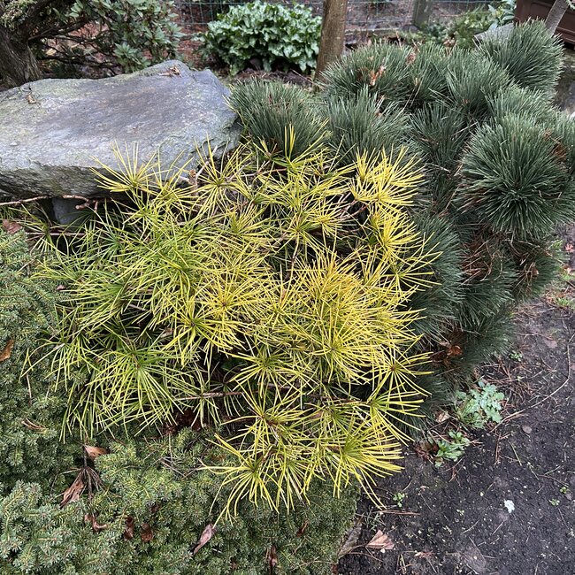 1 B. Sciadopitys (Japanse parasolden)