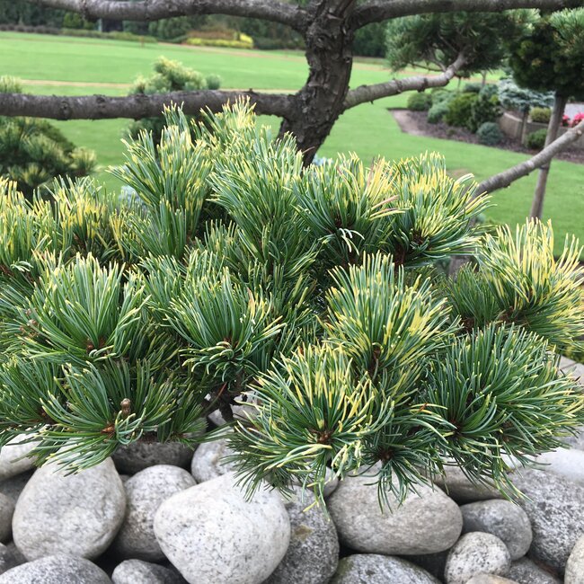 Inspiratietuin met Japanse accenten Deel 4