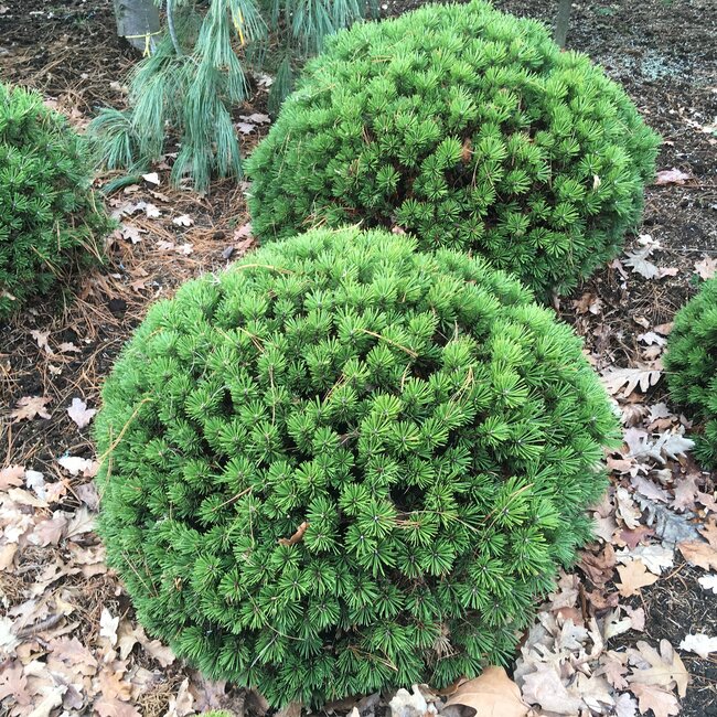 Pinus mugo cultivars