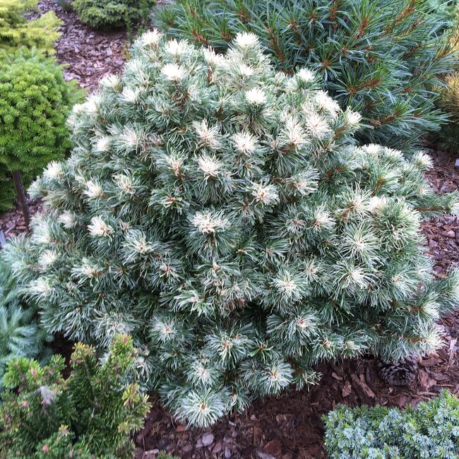 Pinus parviflora cultivars