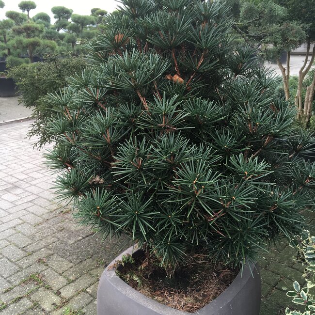 1 B. Sciadopitys (Japanse parasolden)