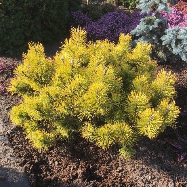 Kleurencombinaties in de tuin deel D