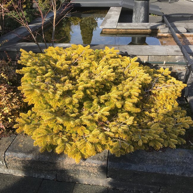 Kleurencombinaties in de tuin deel D