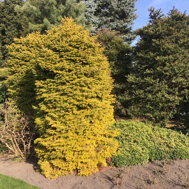 Kleurencombinaties in de tuin deel D