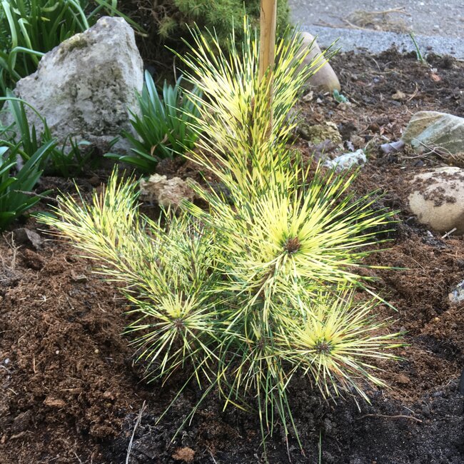 Kleurencombinaties in de tuin deel D