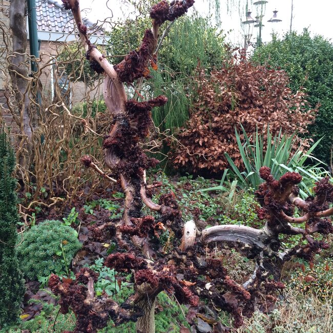 Aesculus hippocastanum