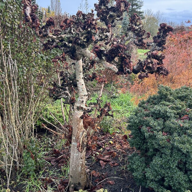 Aesculus hippocastanum