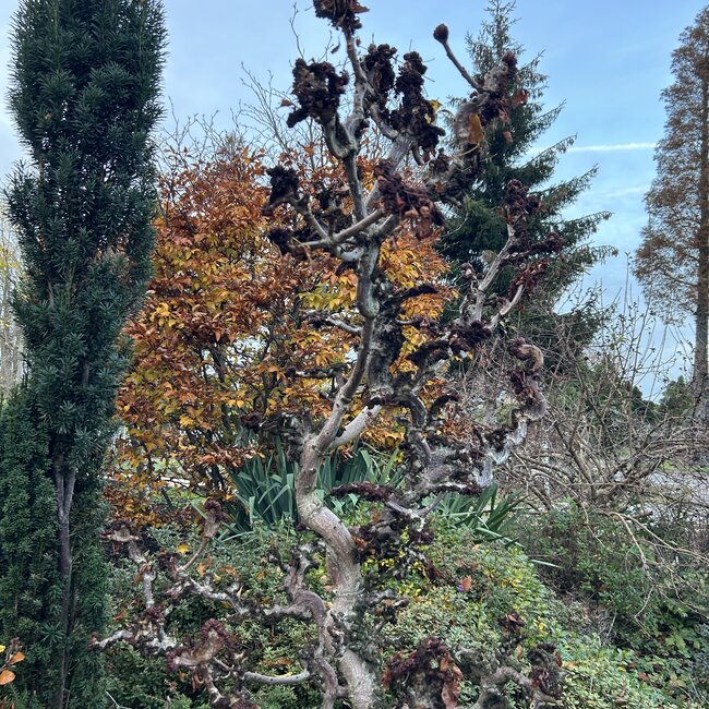 Aesculus hippocastanum